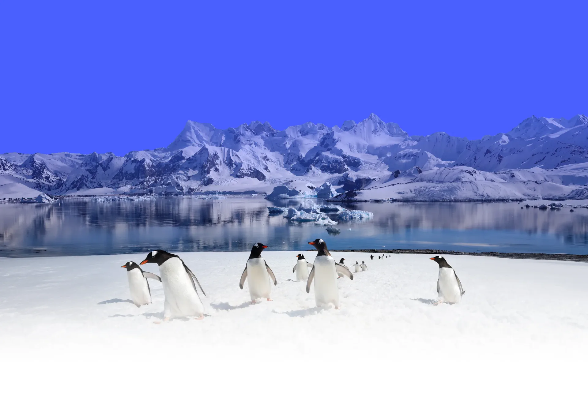 Pingüinos y montañas antárticas